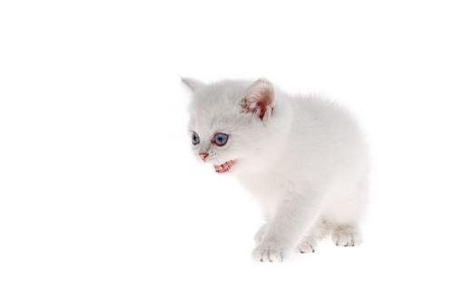 British shorthair kitten on white background