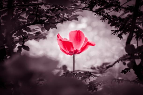 istock Reddish tulip soul in black white for peace heal hope 1224772508