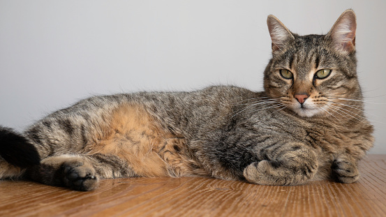 The cat is lying on a wooden table.