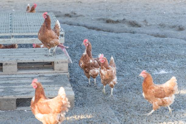 Brown chickens live outdoors at bio poultry farm dirt mud Rural agriculture scene with free happy hens outdoor. Ecological animal farming and self sufficiency by sustainable fowl livestock. mud hen stock pictures, royalty-free photos & images