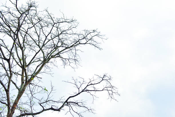 Isolated dead tree with no leaves on blue sky and white clouds with clipping path. HD Image and Large Resolution. can be used as wallpaper