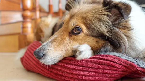 Close up portrait of Shetland sheepdog lying in its cozy cushion at home, shining eyes, old dog.