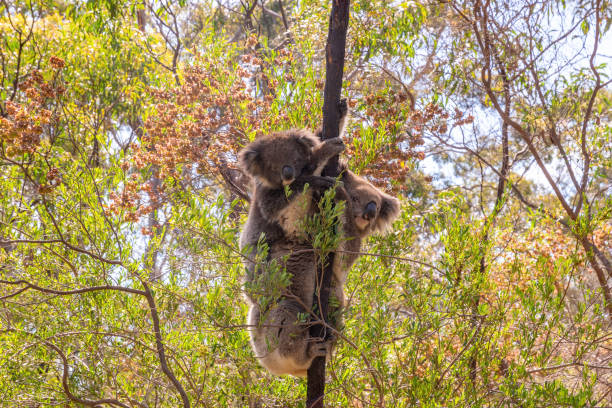 istock Koalas climbing a tree in Belair National Park, Australia 1224773064