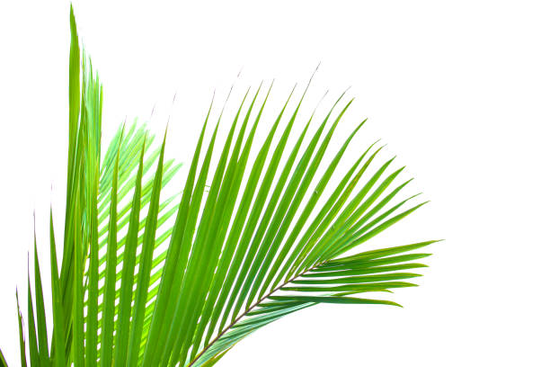 istock Palm leaf isolated on white background, summer concept, free space for text, clipping path included, HD Image and Large Resolution. can be used as  desktop wallpaper 1224773163