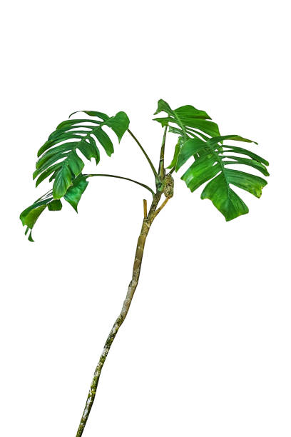 Tropical leaves of native Monstera (Epipremnum pinnatum) liana plant growing in wild climbing on jungle tree, tropical forest plant evergreen vines bush isolated on black background with clipping path. HD Image and Large Resolution. can be used as wallpaper, real zise hojas tropicales de monstera nativa (epipremnum pinnatum) planta liana que crece en escalada salvaje en árbol de la selva, planta de bosque tropical de hoja perenne arbusto aislado en fondo negro con camino de recorte. imagen hd y resolución grande. se p