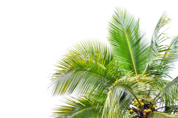 istock Palm leaf isolated on white background, summer concept, free space for text, clipping path included, HD Image and Large Resolution. can be used as  desktop wallpaper 1224773937