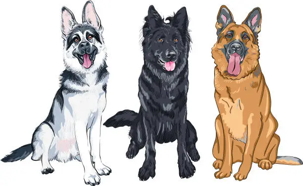 Vector illustration of Vector set of shepherd dogs