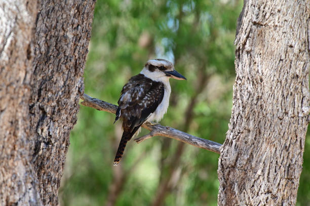 istock Laughing kookaburra sitting on a tree branch in Western Australia 1224774429