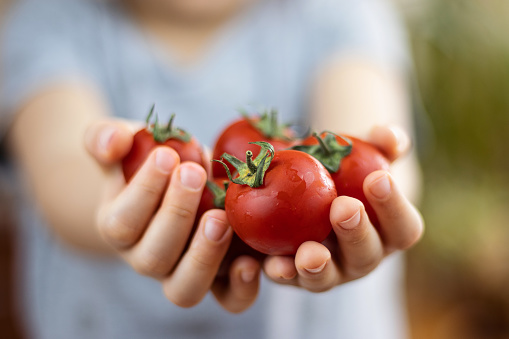 Little girl holding red little tomatoes in her hand. Close-Up Healthy Eating Concept.