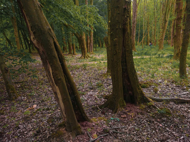 istock Trees in a green summer park 1224776086