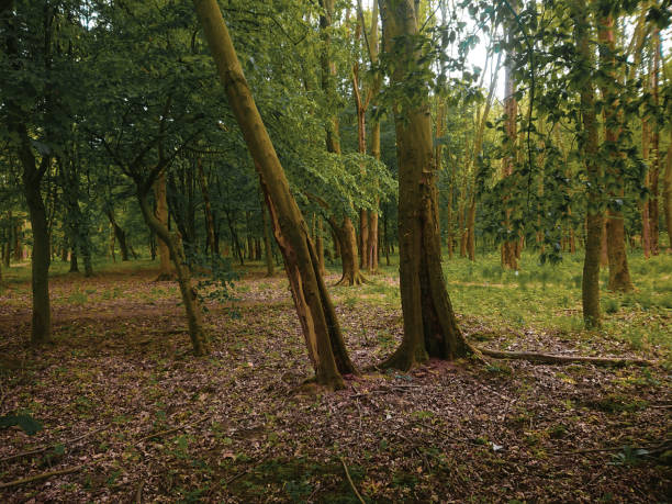 istock Trees in a sunny summer park 1224776295