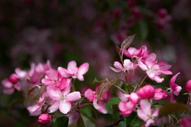 istock Blooming pink apple tree in the spring garden 1224776702