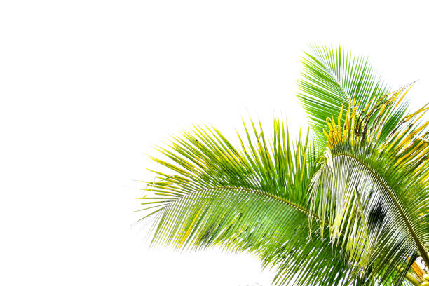 istock Palm leaf isolated on white background, summer concept, free space for text, clipping path included, HD Image and Large Resolution. can be used as  desktop wallpaper 1224776744