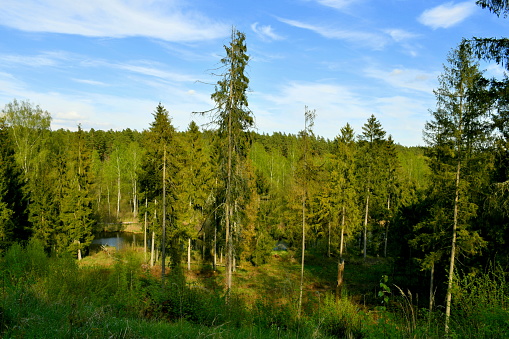 A view of a dense forest or moor seen from the top of a tall hill with many coniferous tall trees visible under a cloudy spring sky captured on a Polish countryside during a hike