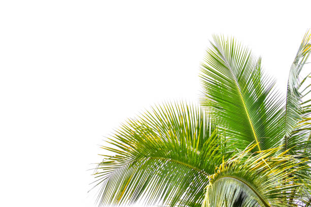 istock Palm leaf isolated on white background, summer concept, free space for text, clipping path included, HD Image and Large Resolution. can be used as  desktop wallpaper 1224777471