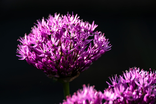 allum garden flower