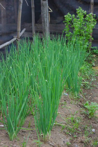 istock fresh onion organic growing in the garden 1224777875
