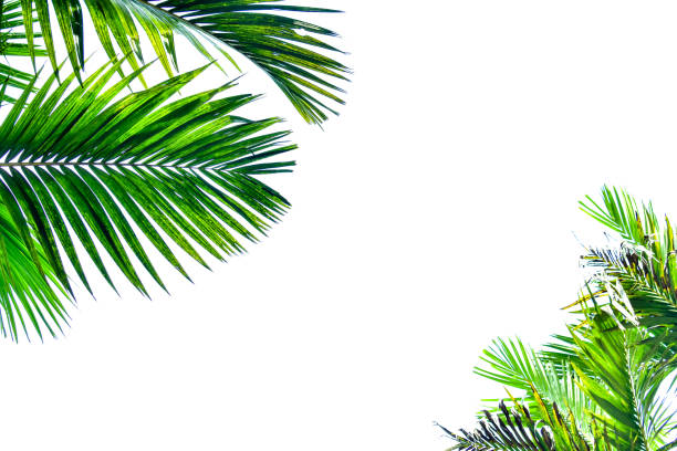 istock Palm leaf isolated on white background, summer concept, free space for text, clipping path included, HD Image and Large Resolution. can be used as  desktop wallpaper 1224777925