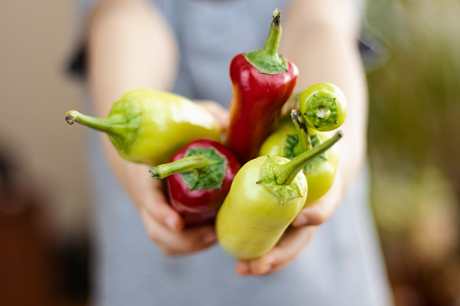 Little girl is holding red&green pepper in her hand. Close-Up Healthy Eating Concept.