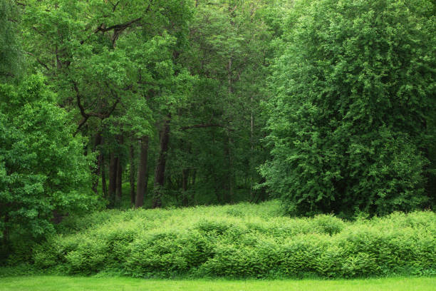 istock green foliage and tree in the park. summer landscape 1224778254