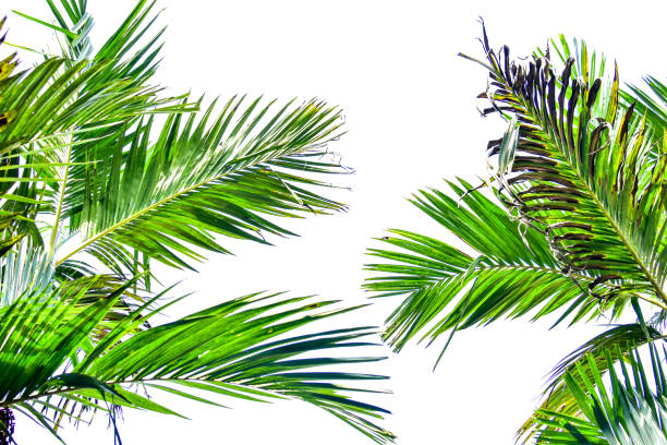 istock Palm leaf isolated on white background, summer concept, free space for text, clipping path included, HD Image and Large Resolution. can be used as  desktop wallpaper 1224778787