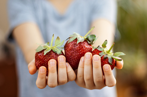 Little girl is holding strawberries in her hand. Close-Up Healthy Eating Concept.