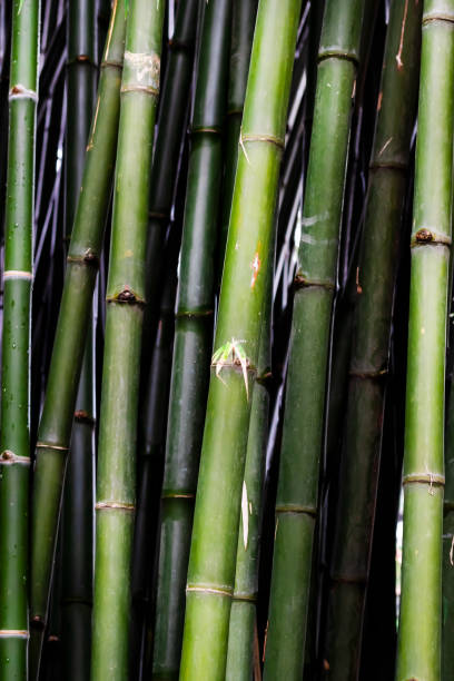 Bambus – zdjęcie
