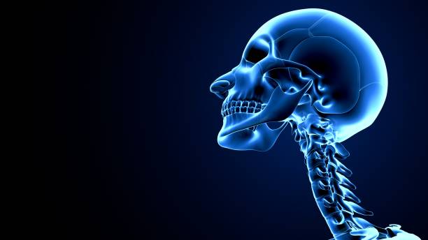 istock male human skeleton anatomy. 3d render 1224780369