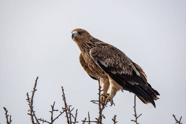 istock Eastern imperial eagle (Aquila heliaca). Wildlife animal. 1224780676