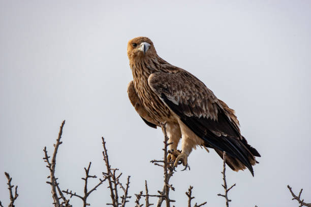 istock Eastern imperial eagle (Aquila heliaca). Wildlife animal. 1224780694