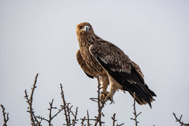 Eastern imperial eagle (Aquila heliaca). Wildlife animal.