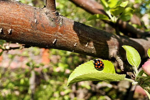Ladybug sitting on the green foliage of apple tree in the backyard. Nature backgrounds