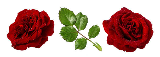 istock Roses isolated on white background with clipping path 1224781847