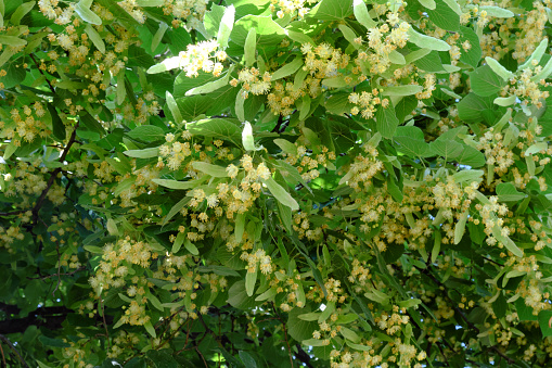Flowers of linden tree. Branches of blooming linden.