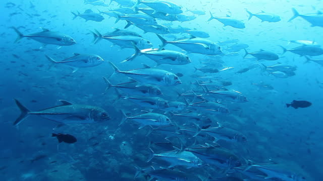 School of Tuna fish of one species underwater.