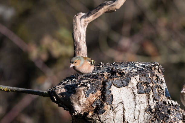 istock Common chaffinch in the wood 1224783038