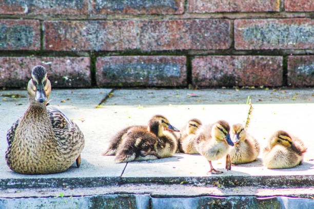 istock Mother duck and ducklings 1224783376