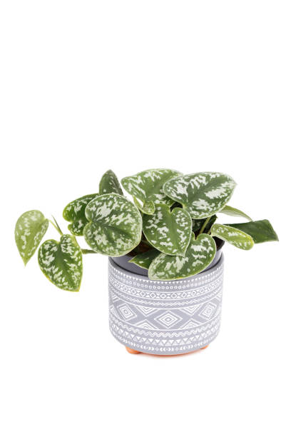 istock Epipremnum pictum Argyraeus or Satin Pothos 1224784848