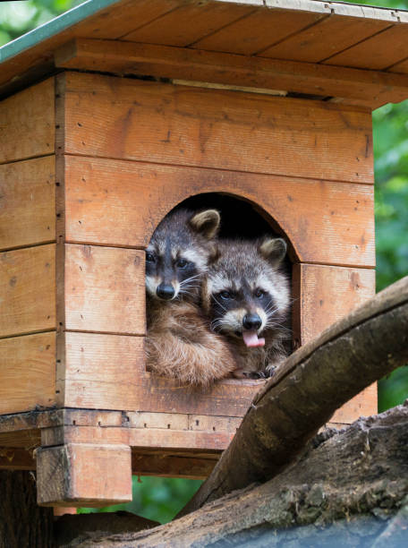 istock Two racoons resti in wooden house 1224786628