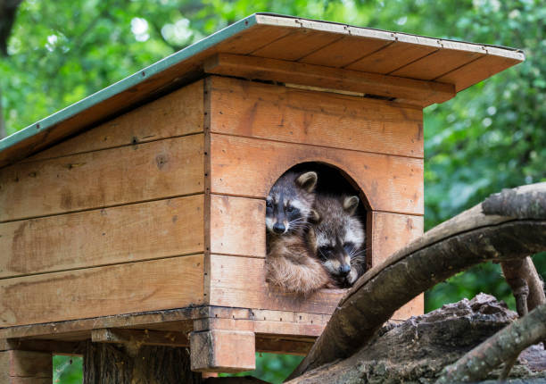 istock Two racoons resti in wooden house 1224786692
