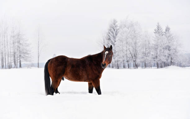 istock Dark brown horse wading on snow covered field, view from side, looking back 1224786818