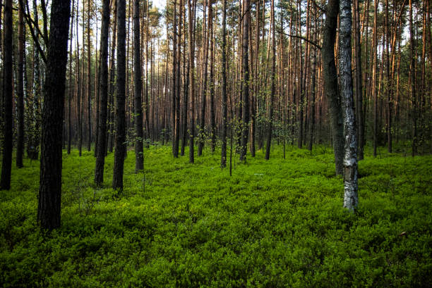 istock Beautiful wild green forest in Europe 1224786880
