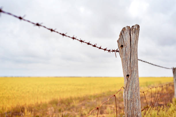 agricultural wheat farm fence - barbed wire rural scene wooden post fence imagens e fotografias de stock