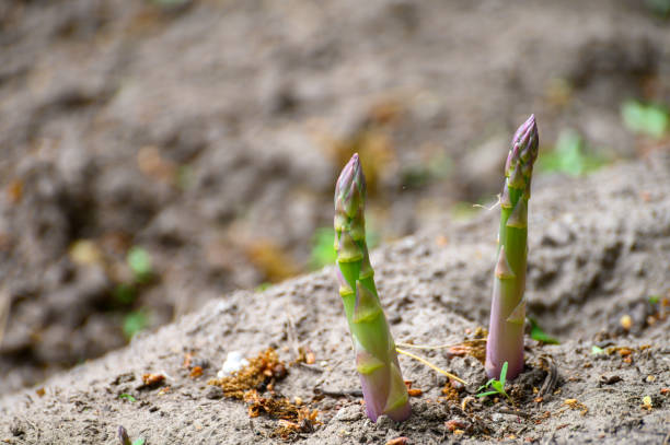 istock Green asparagus plant growing on field ready to harvest 1224789832