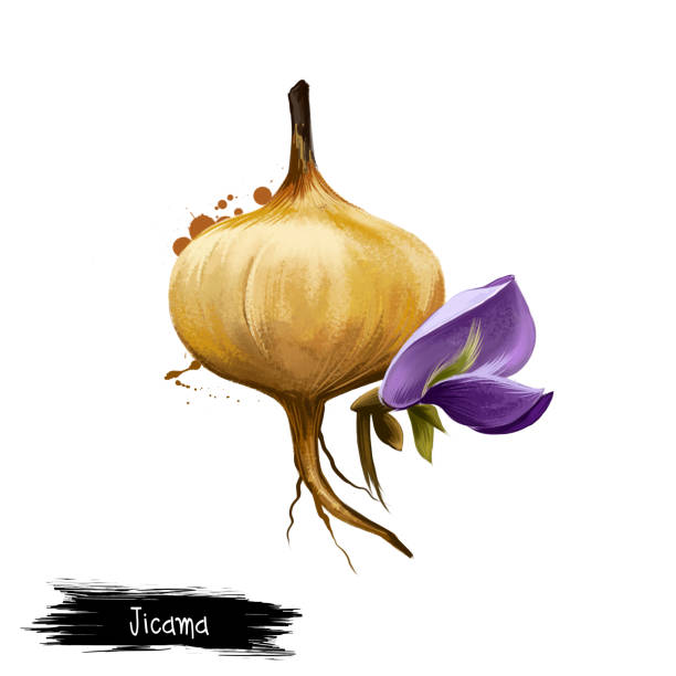 Digital art illustration of Jicama, Pachyrhizus erosus isolated on white background. Organic healthy food. Brown root vegetable. Hand drawn plant closeup. Clip art illustration. Graphic design element Jicama, Pachyrhizus erosus isolated on white background. Organic healthy food. Brown root vegetable. Hand drawn plant closeup. Clip art illustration. Graphic design element. Digital art illustration pachyrhizus erosus stock illustrations