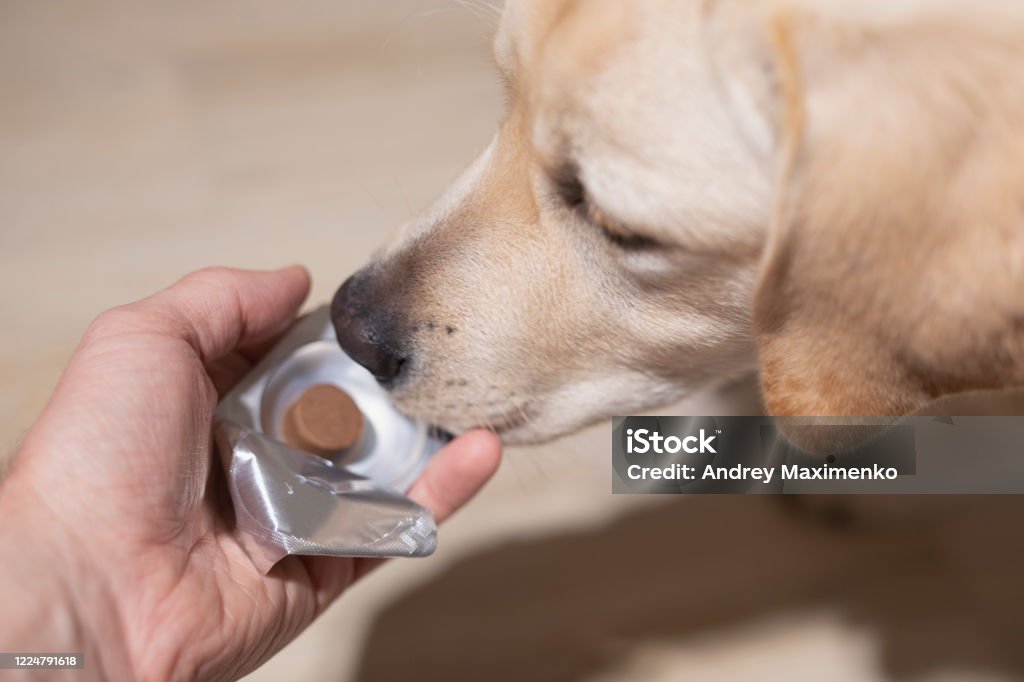 Man Vet Giving Pill To Obedient Dog Pet Health Care Veterinary Drugs And  Treatments Concept Selective Focus Stock Photo - Download Image Now - iStock