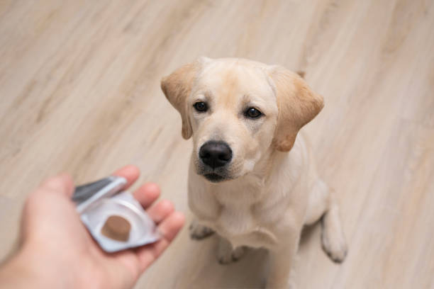 vétérinaire donnant la pilule au chien obéissant. prévention des tiques et des puces pour le chien - animal health photos et images de collection