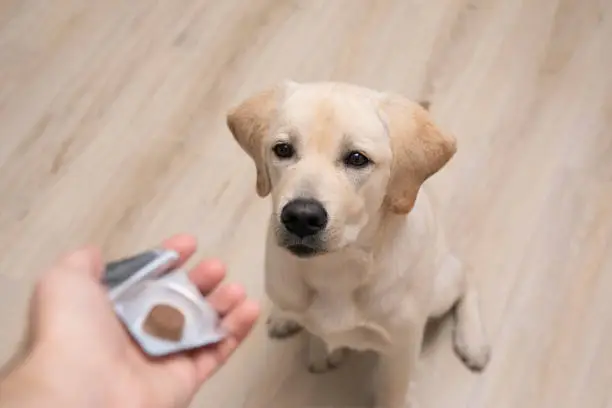 Photo of vet giving pill to obedient dog. tick and flea prevention for dog