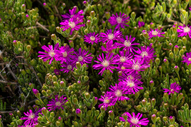 istock flowers on a branch in the spring 1224793616