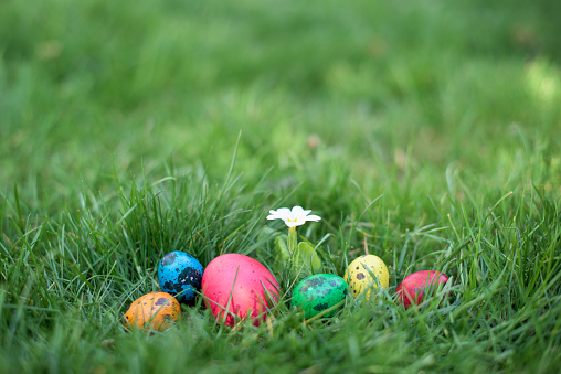 Easter hunt - different color eggs in a back yard